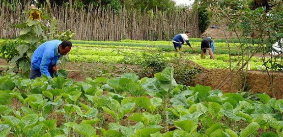 Arujá faz chamada pública para agricultura familiar
