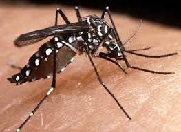 Saúde abre inscrições para formar Comitê de combate ao mosquito da Dengue