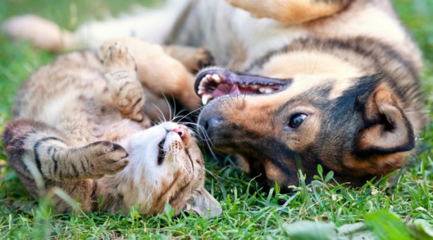 Prefeitura inicia cadastramento de cães e gatos para realização de cirurgias de castração