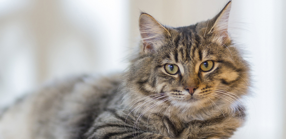 Zoonoses cadastrará cães e gatos para castração gratuita a partir de segunda-feira  (8/1)